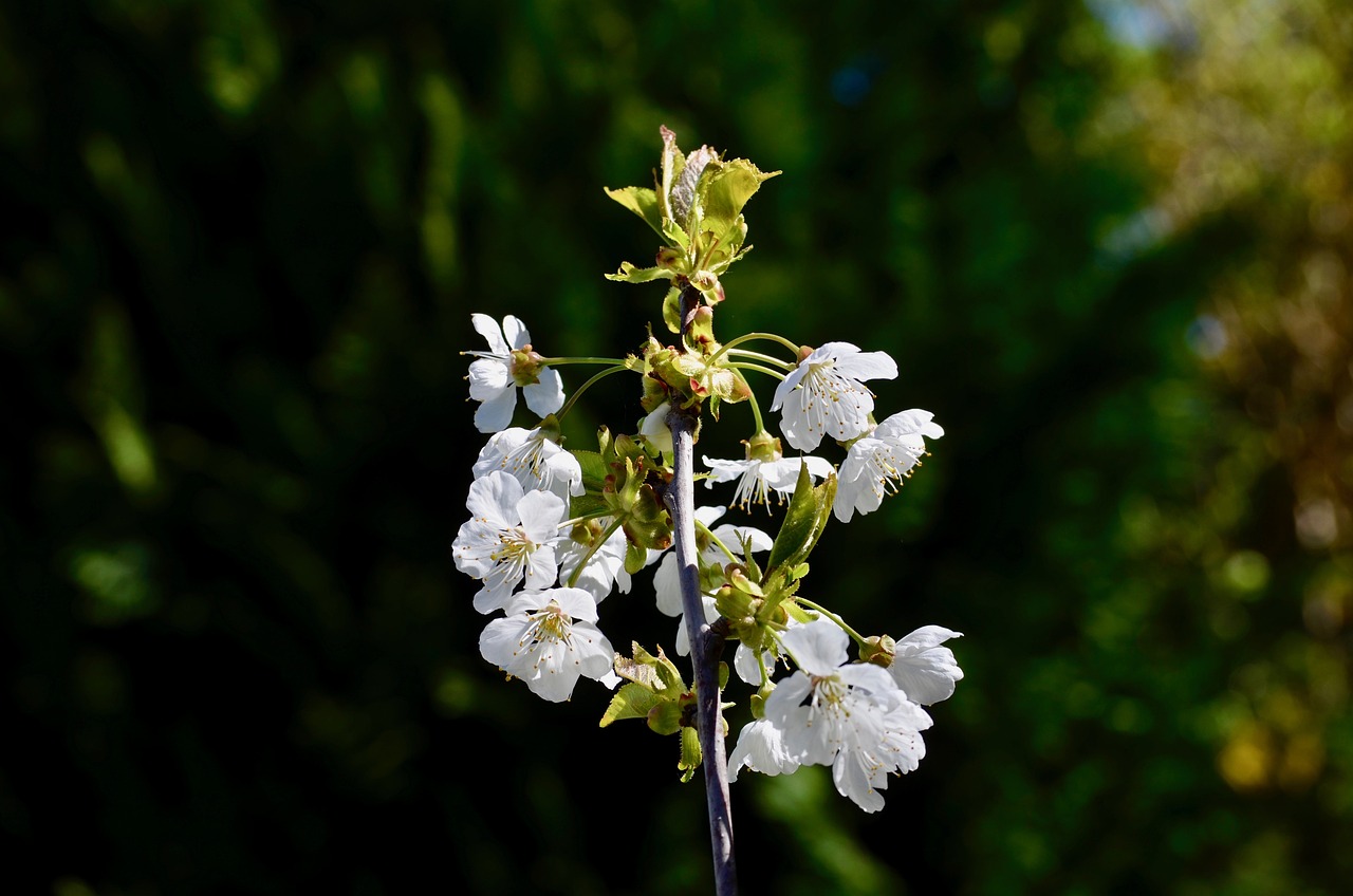 梦里花开，芍药的前世今生