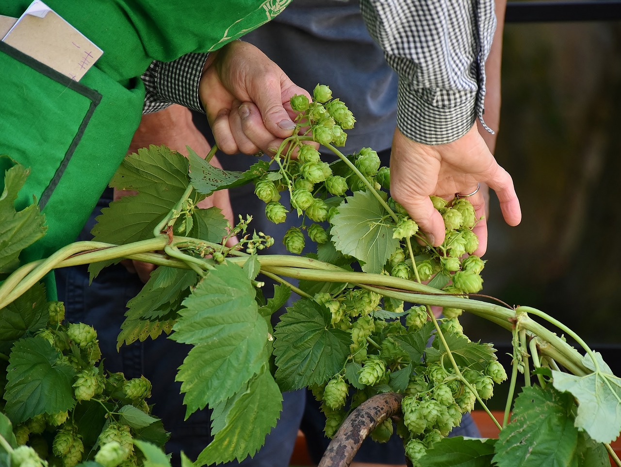 啤酒花是什么？带你深入了解啤酒的灵魂伴侣
