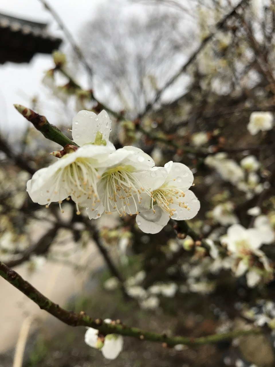 清明时节，缅怀先人——扫墓的意义与传承
