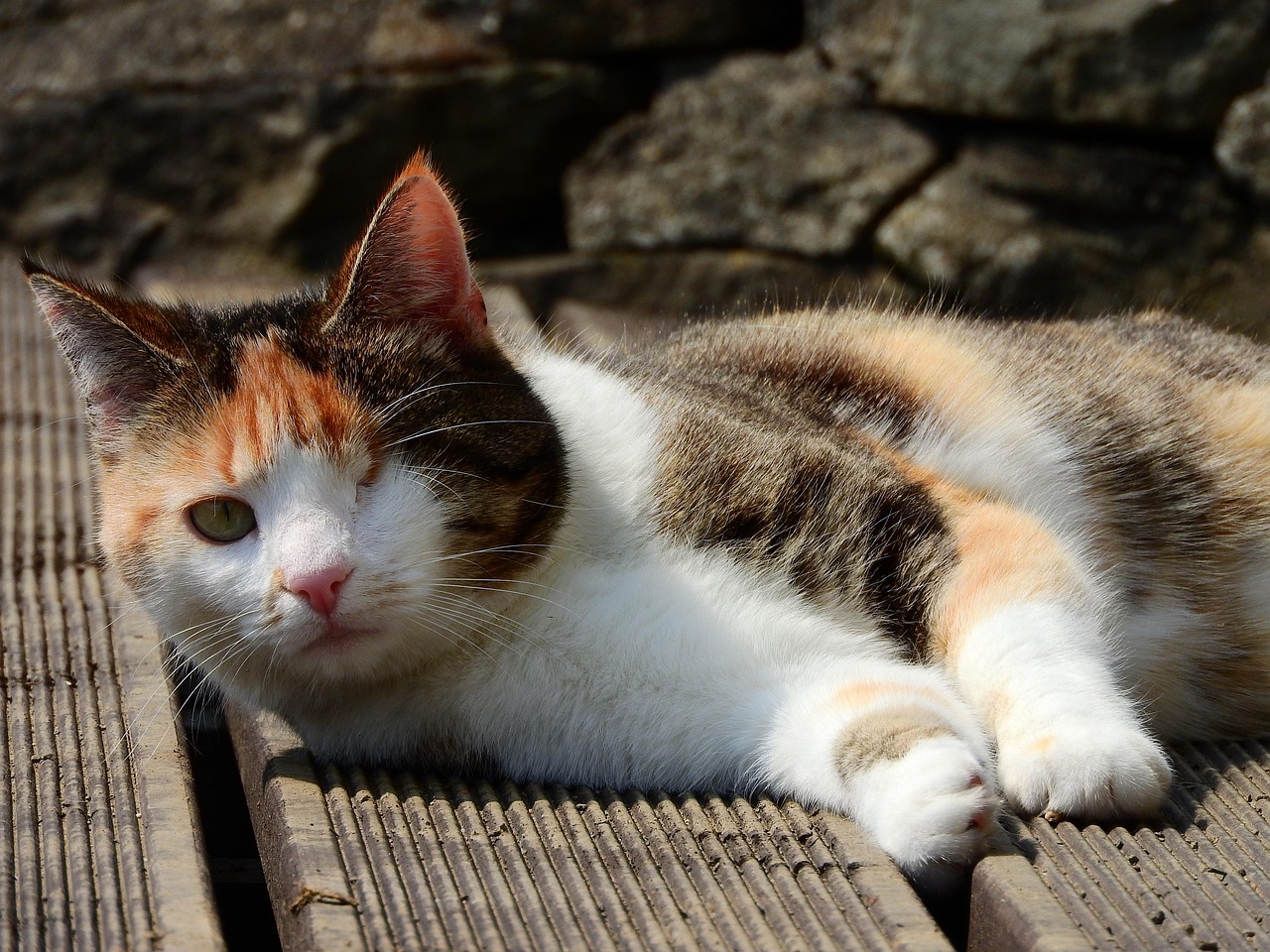走进猫猫音乐俱乐部，打造温馨音乐大家庭