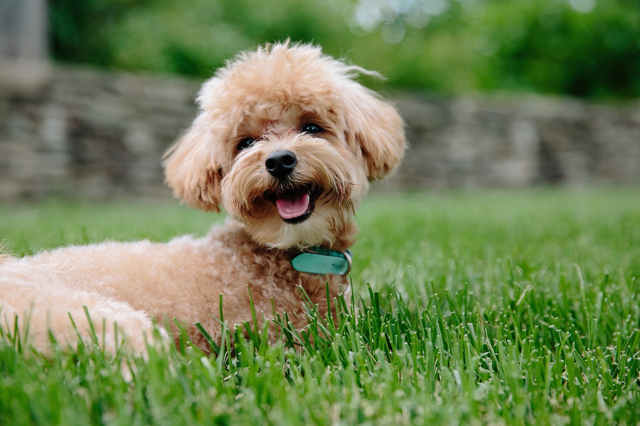 贵宾犬的魅力，从外貌到性格，全面解读这个迷人的犬种