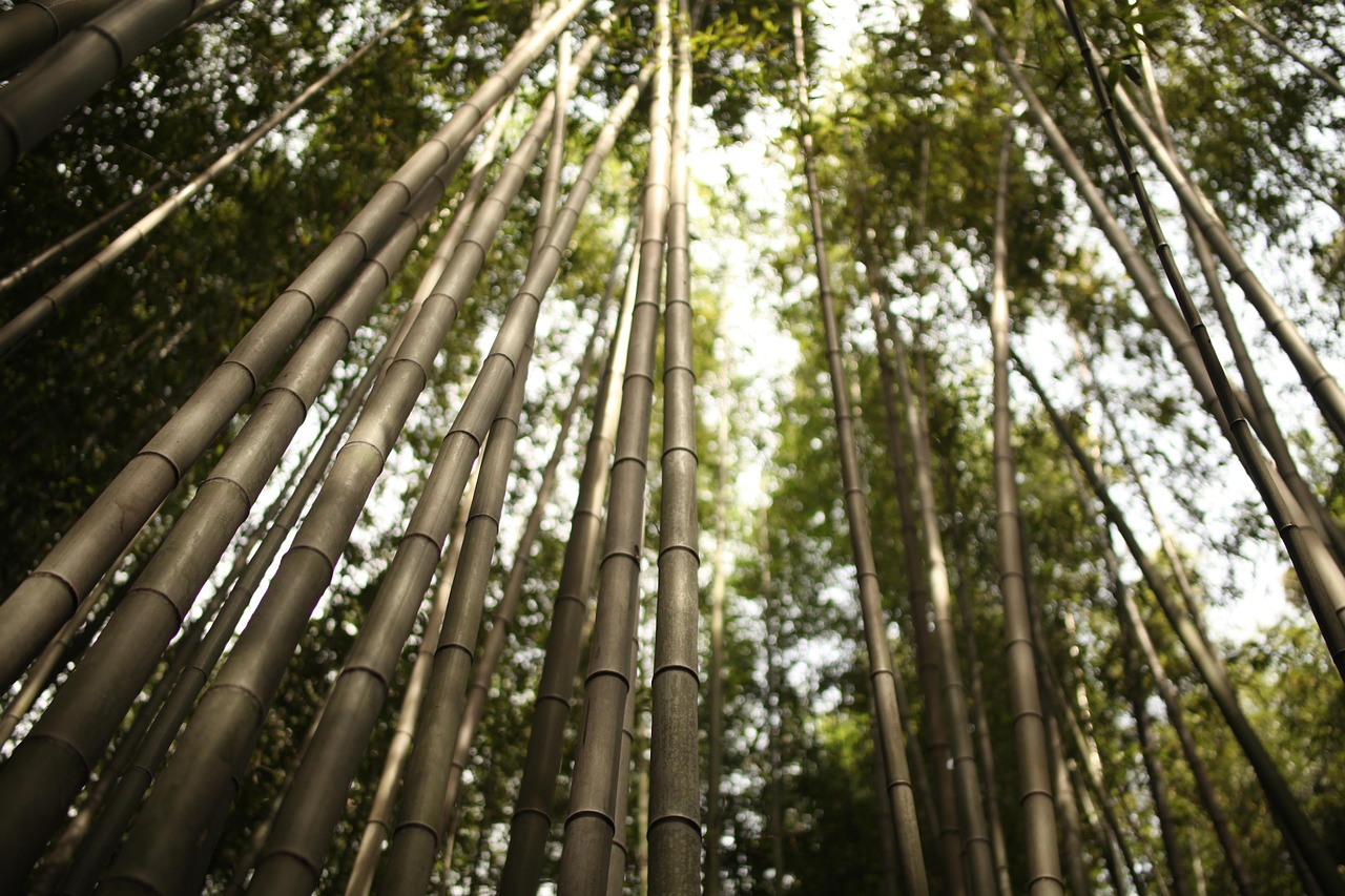 探索世界上长得最快的植物——竹子