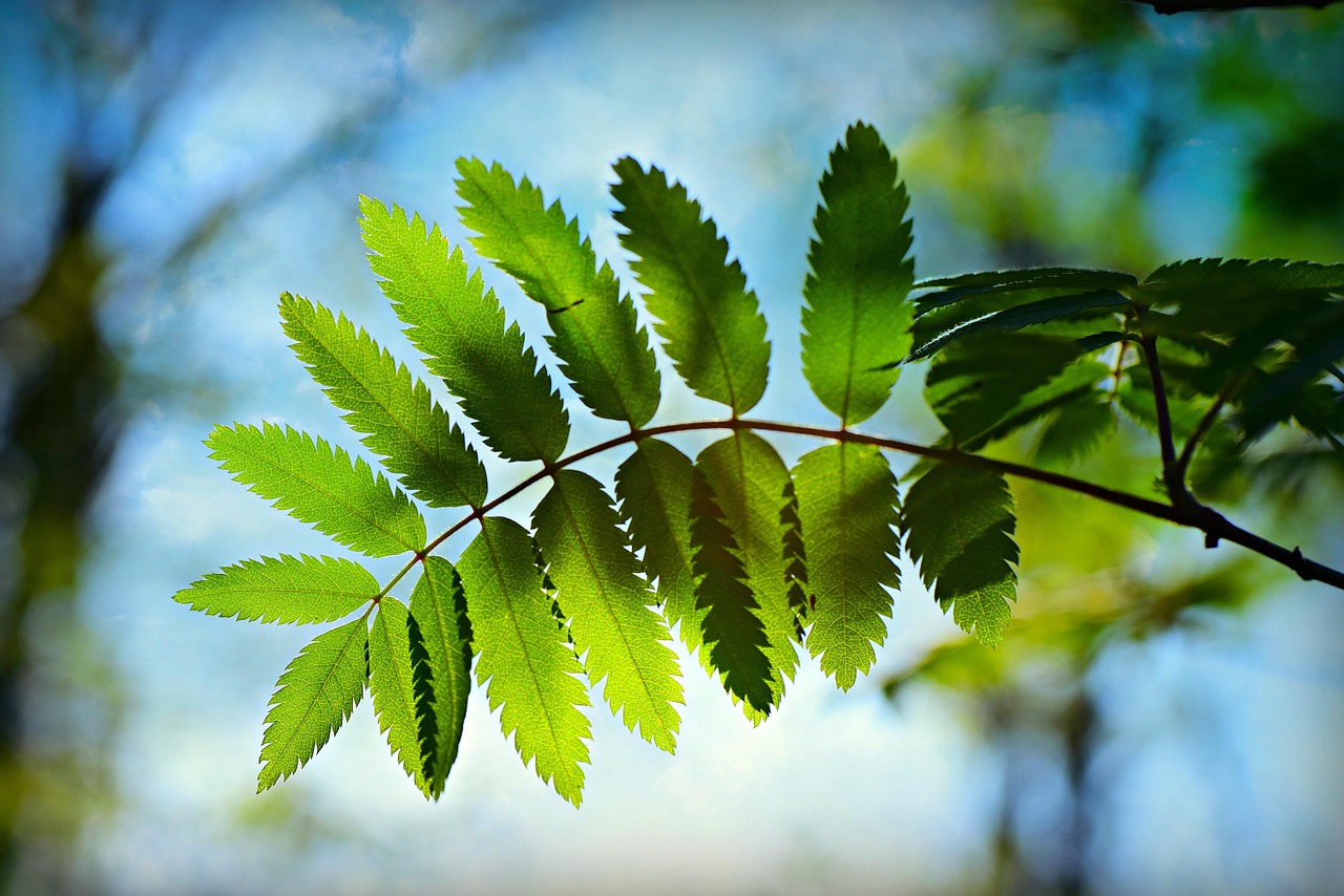 春日踏青好时光，让这份活动方案带你玩转春天！