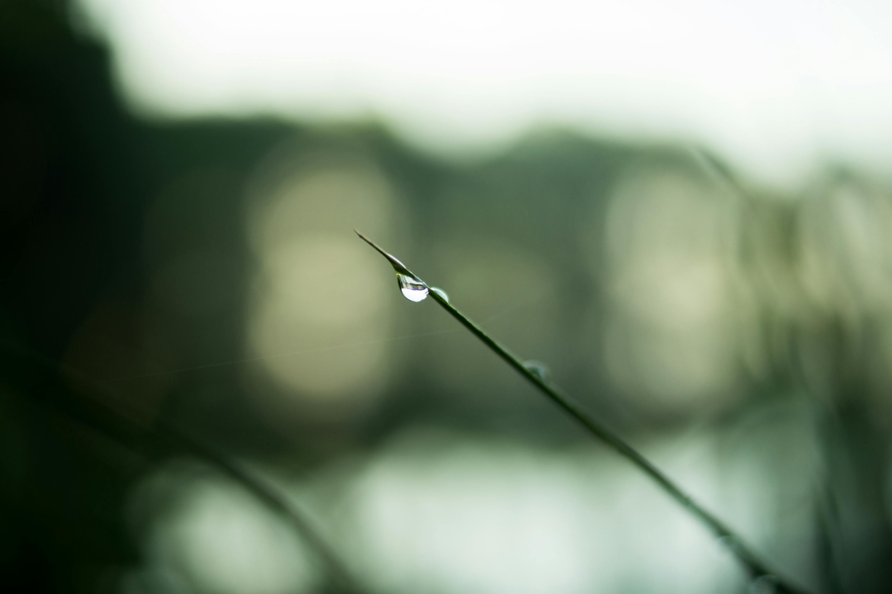 谷雨时节，春末的温柔雨滴，你知道是几月几日吗？
